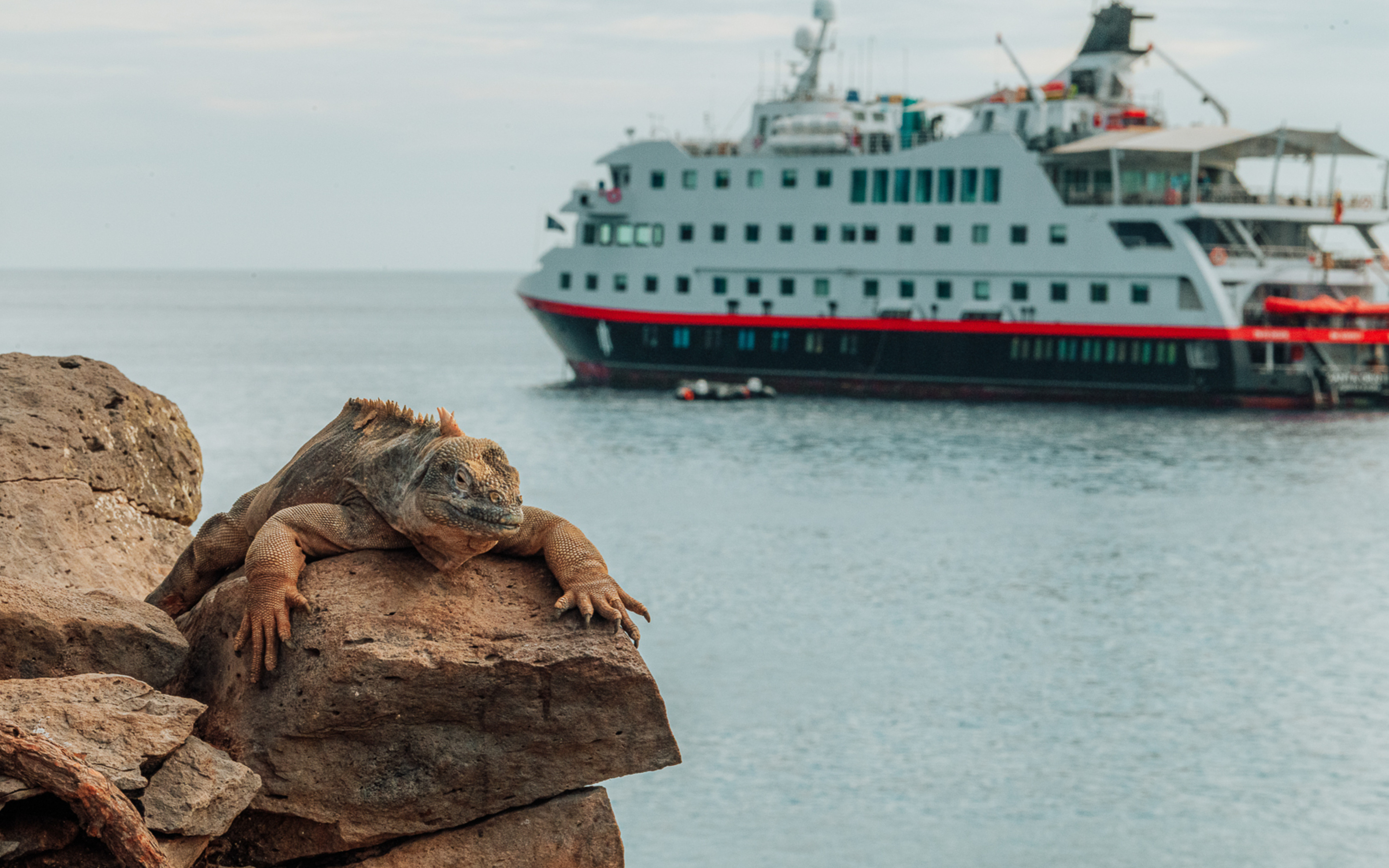 Landleguan soler sig på klipperne ved Galapagosøerne med HX Hurtigruten ekspeditionsskib i baggrunden